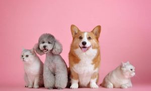 Por qué humanizar a los animales es un maltrato animal