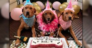 Por qué humanizar a los animales es un maltrato animal
